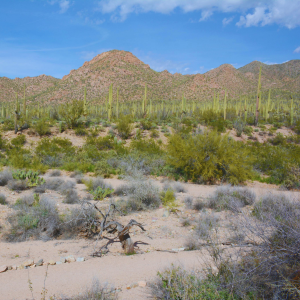 Queen Creek